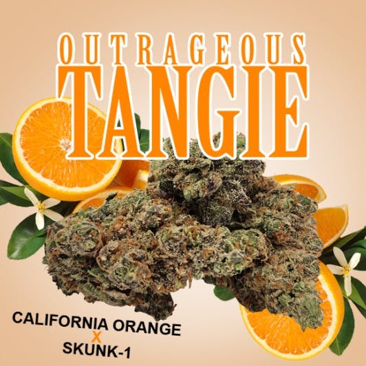 Outrageous Tangie | Big Buds | 3.5g by Pagoda