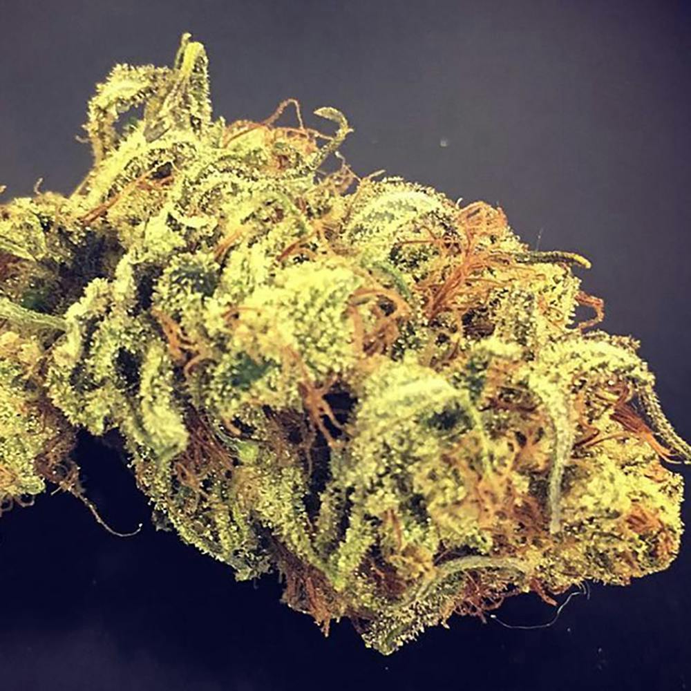 Timewreck | Big Buds | 1g