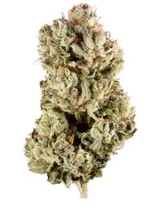GG4 Big Buds