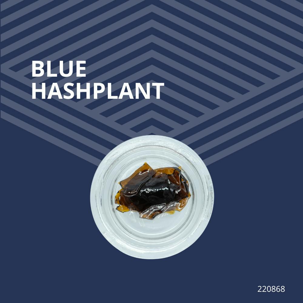 Blue Hashplant | Solvent | Shatter | 0.5g at Pure Dakota Health Williston Dispensary