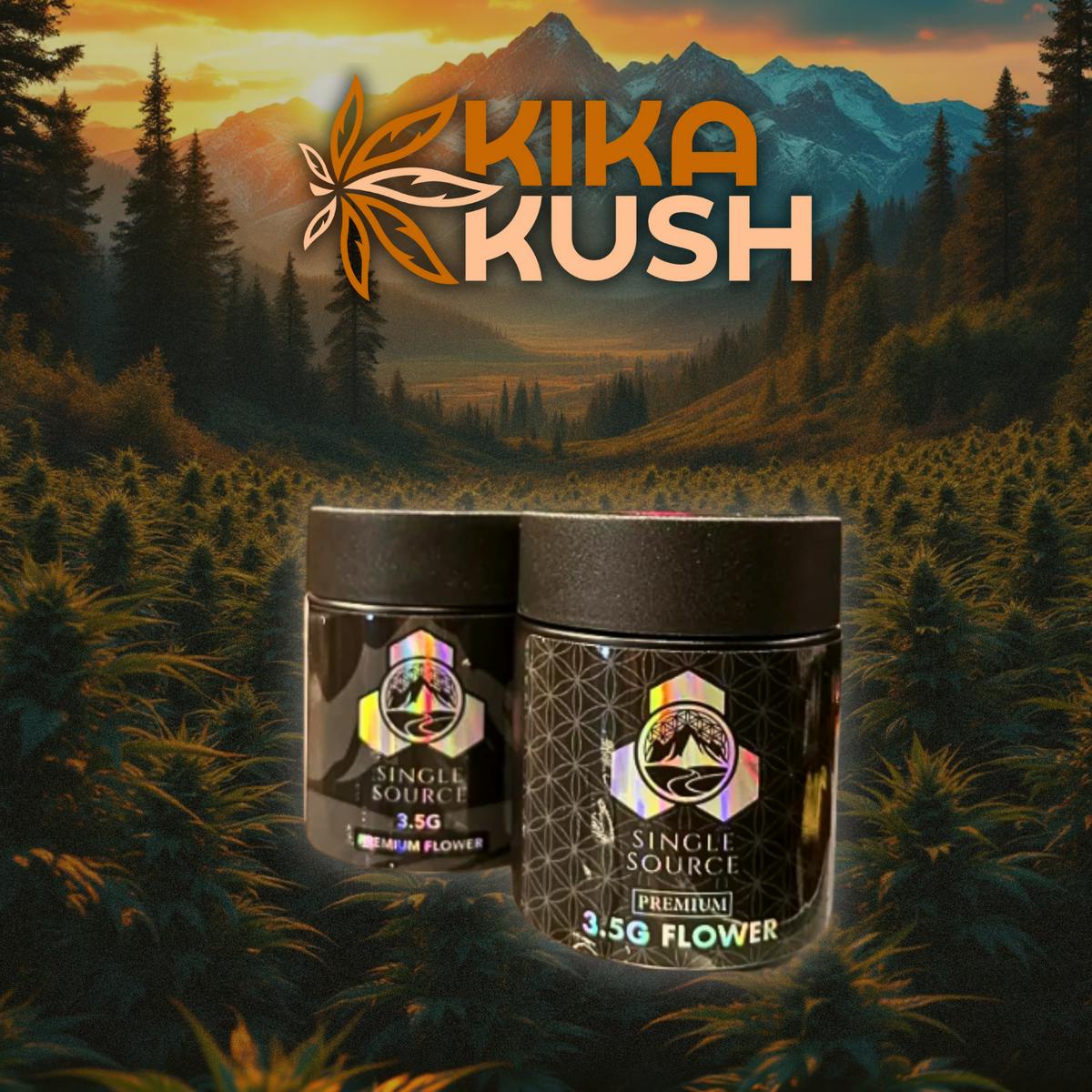 Black Maple | Big Buds | 3.5g