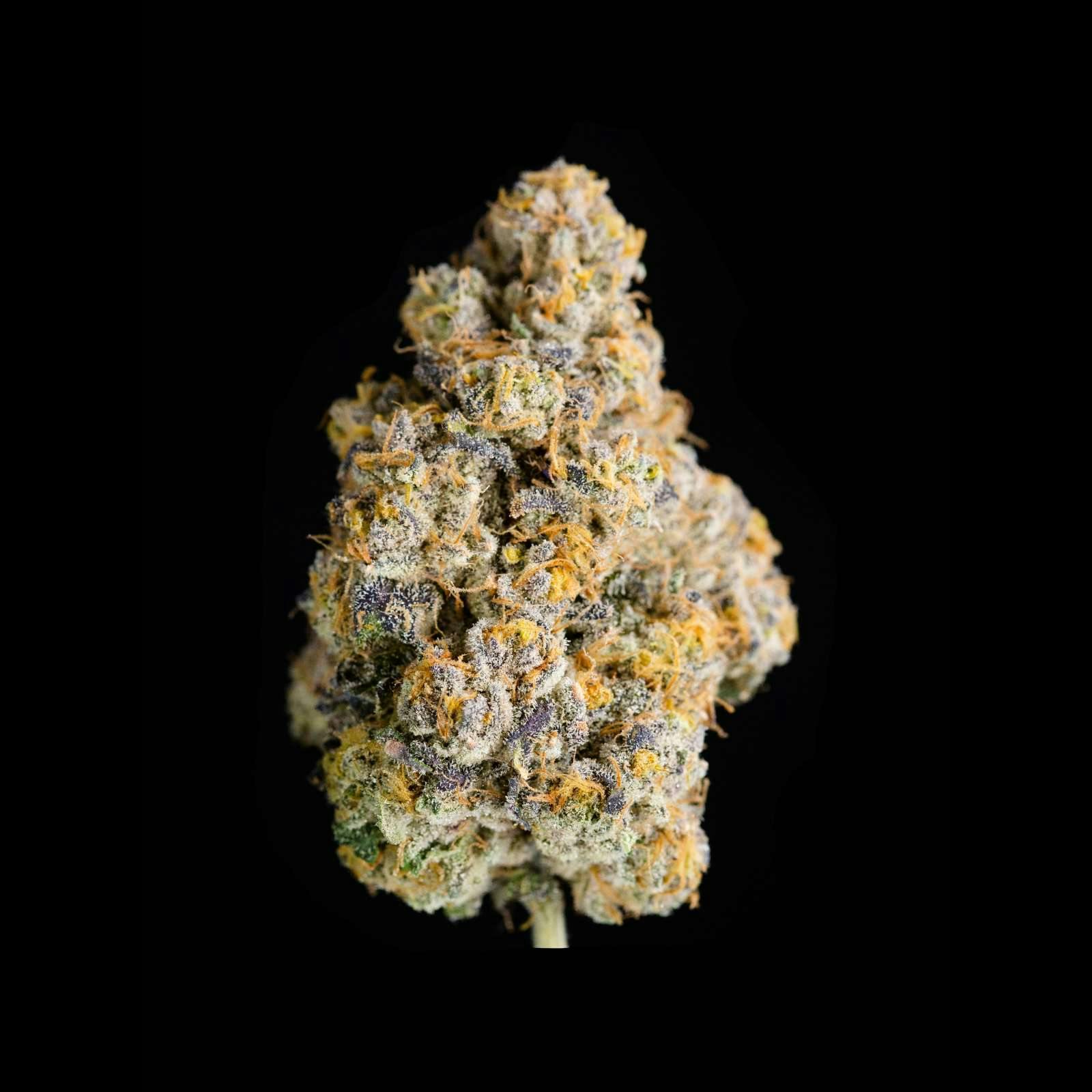 Cape White Shark | Smalls | 14g by Alchemy