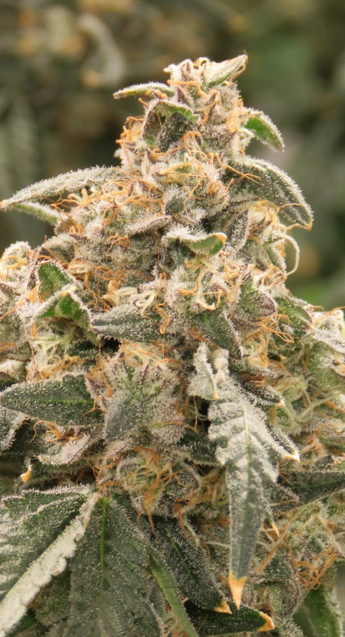 The Soap | Big Buds | 1g