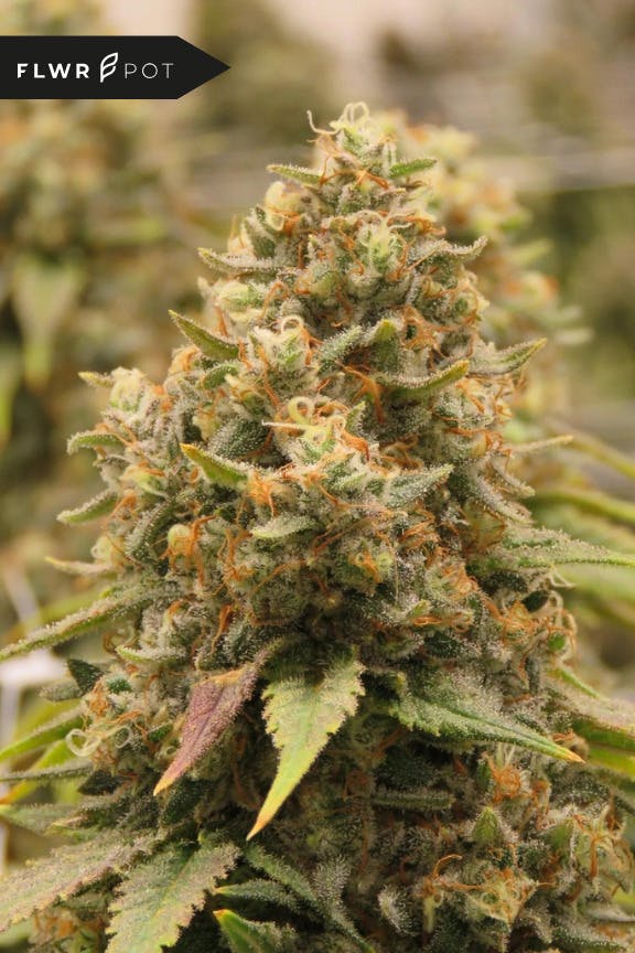 Caramel Apple Gelato | Big Buds | 1g