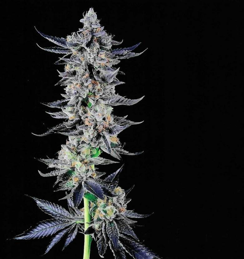 Apple Tartz | Big Buds | 3.5g at Cannabis Cured Sugarloaf Recreational Weed Dispensary