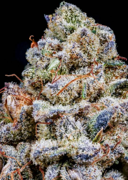 Rainbow Runtz | Buds | 1g
