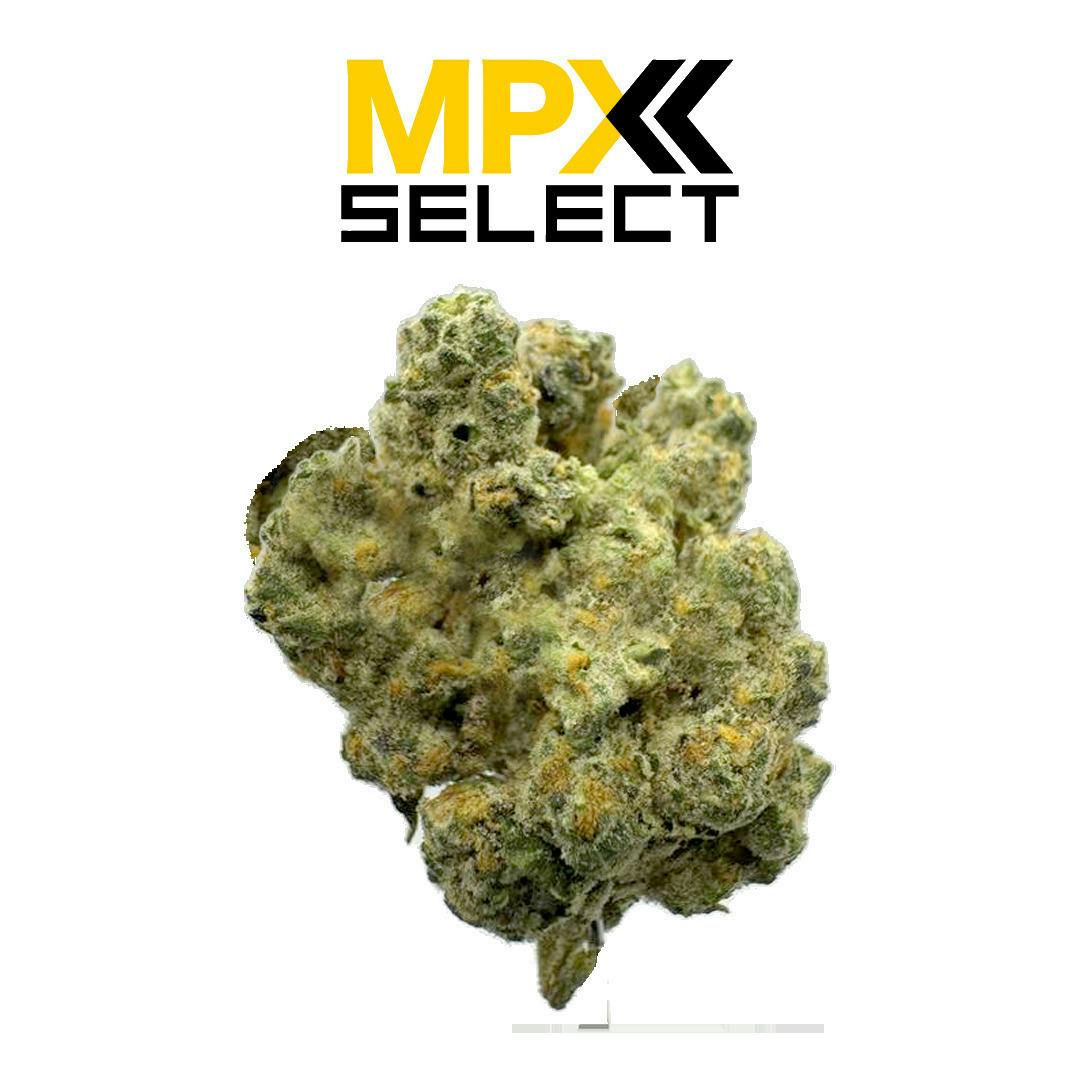 8 Inch Bagel | Big Buds | 3.5g by MPX (Melting Point Extracts)