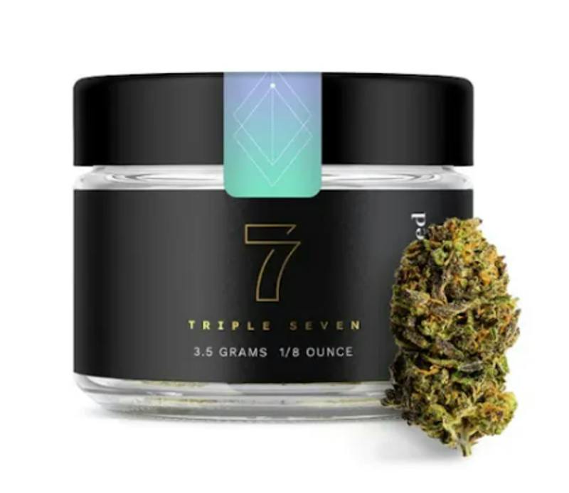 Biscotti | Big Buds | 3.5g by Triple Seven