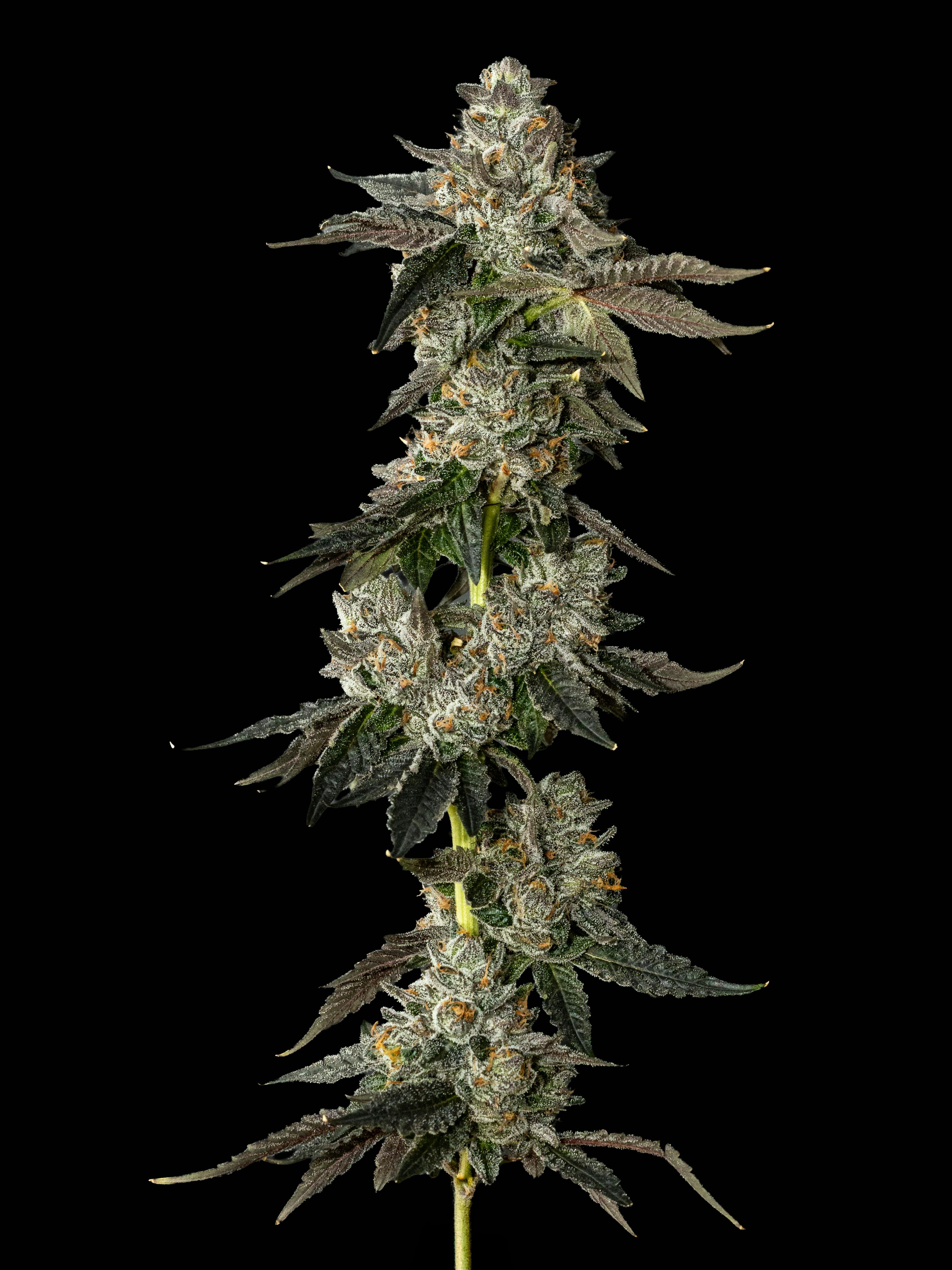 Exotic Cropz | Lemon Cherry Gelato | Big Buds | 3.5g
