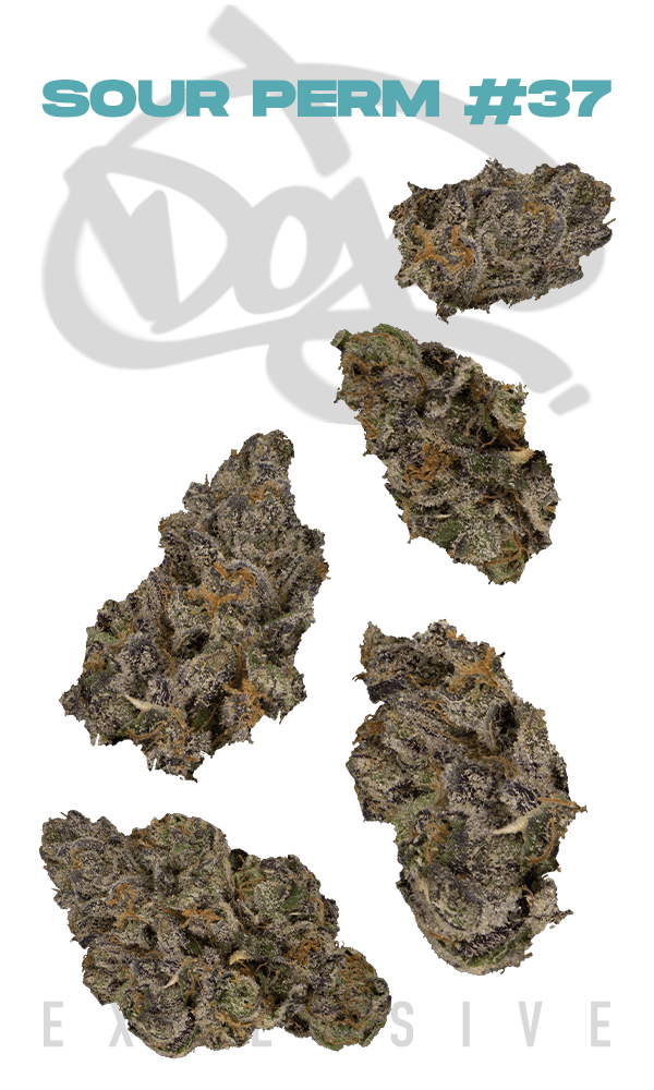 Sour Perm #37 | Smalls | 7g