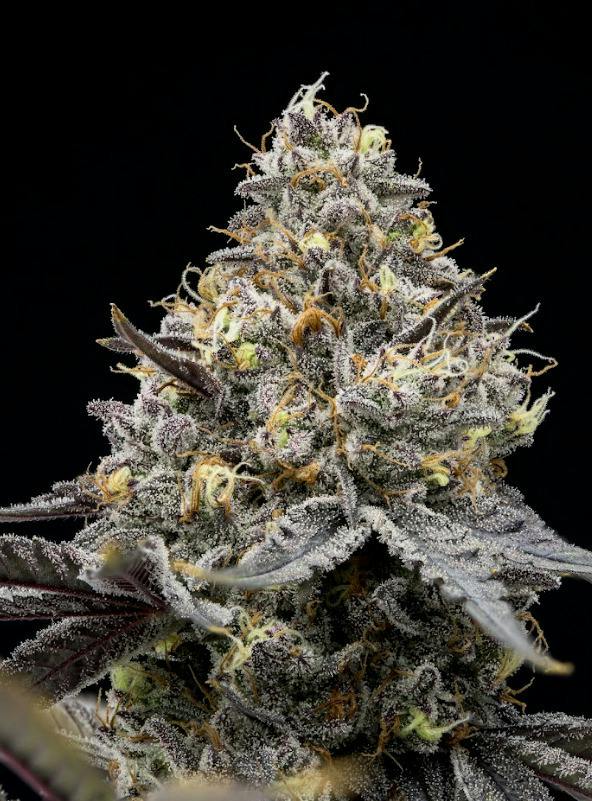 Uncle Larry | Big Buds | 3.5g