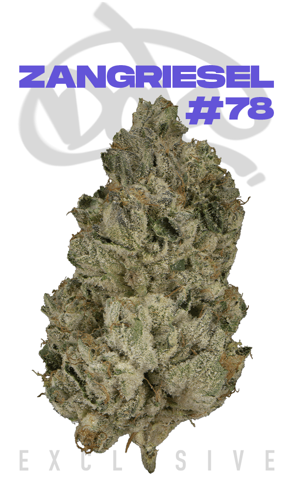 zangriesel #78 | Big Buds | 3.5g