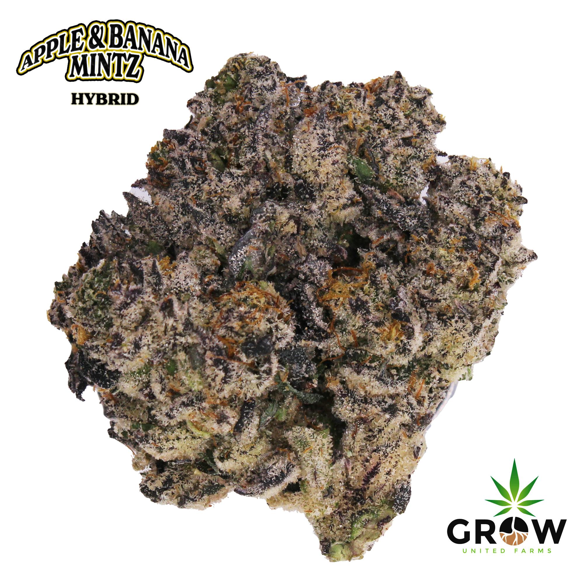 Apple & Banana Mintz | Big Buds | 1g at Dank Factory