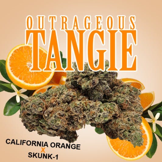 Outrageous Tangie | Big Buds | 7g by Pagoda