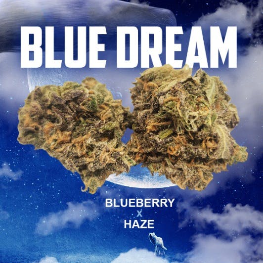 Blue Dream | Big Buds | 3.5g by Pagoda