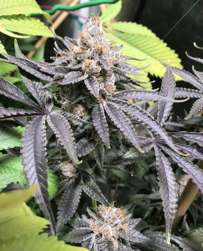 Pure Platinum | Big Buds | 3.5g