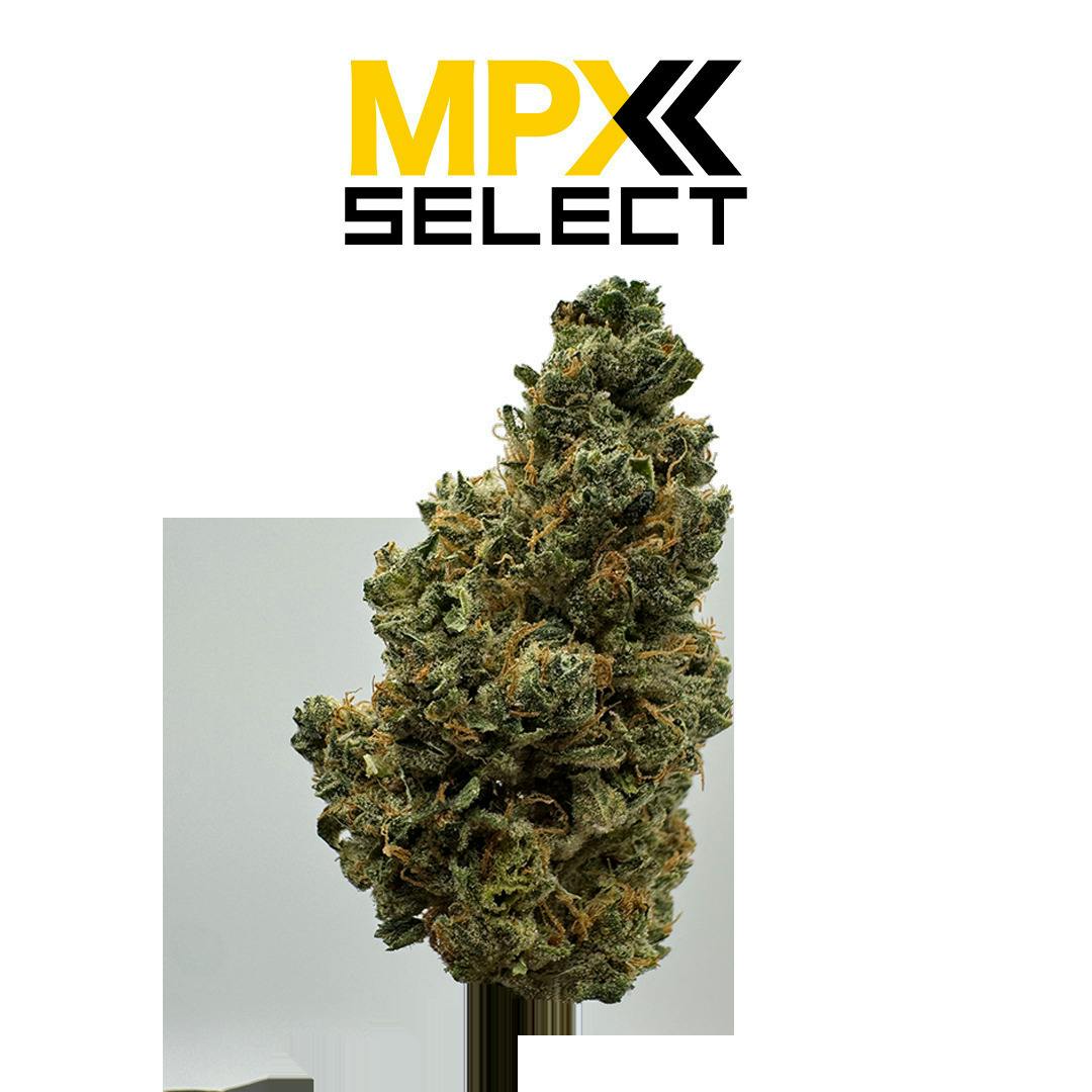 Gassy Pines | Big Buds | 3.5g by MPX (Melting Point Extracts)