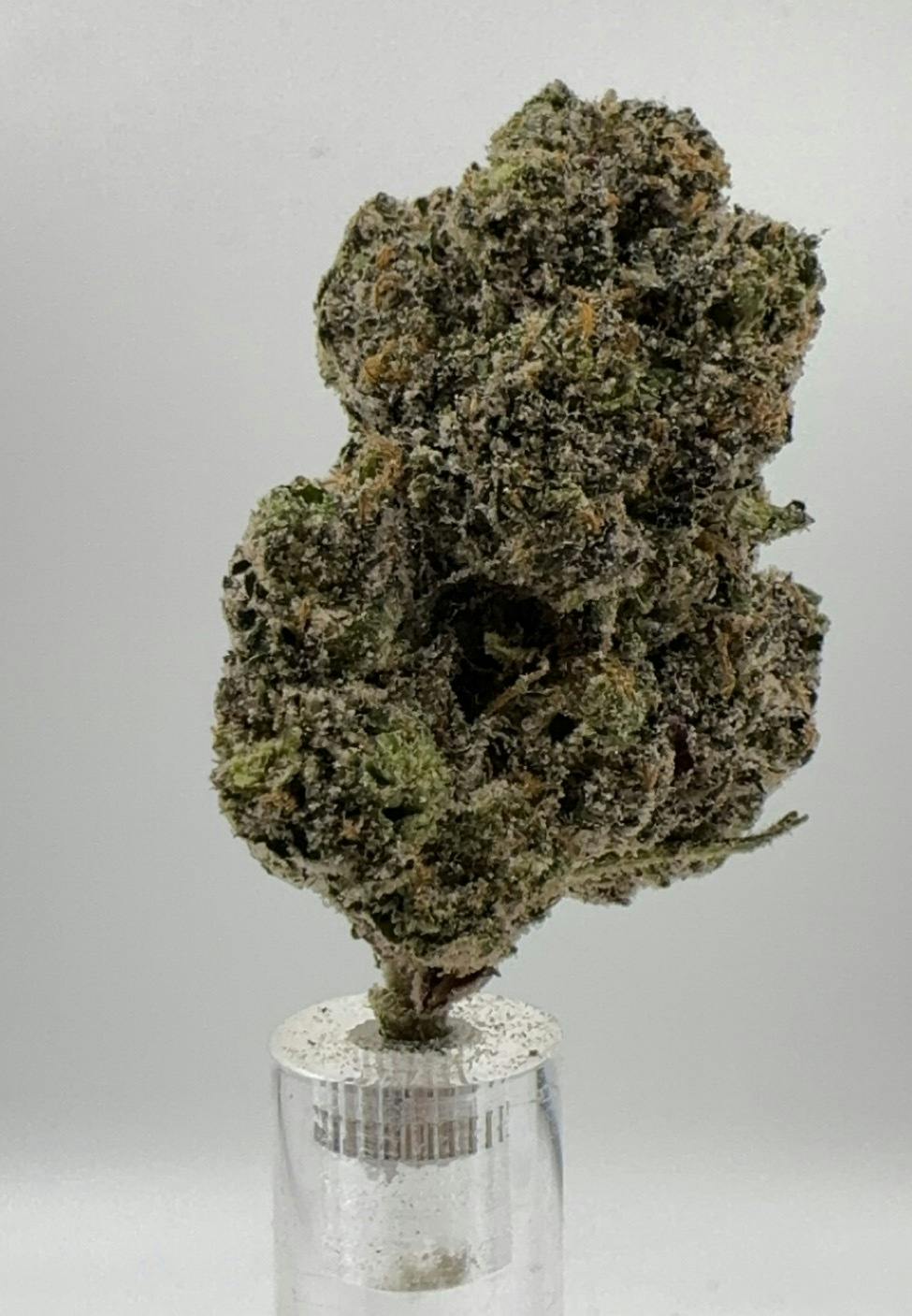 Sherb Cream Pie | Big Buds | 1g