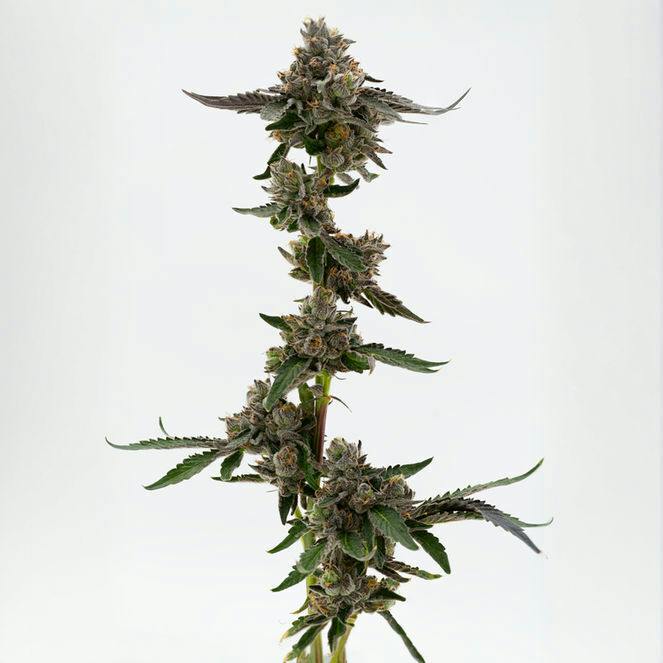 Pink Lady | Big Buds by Grown Rogue