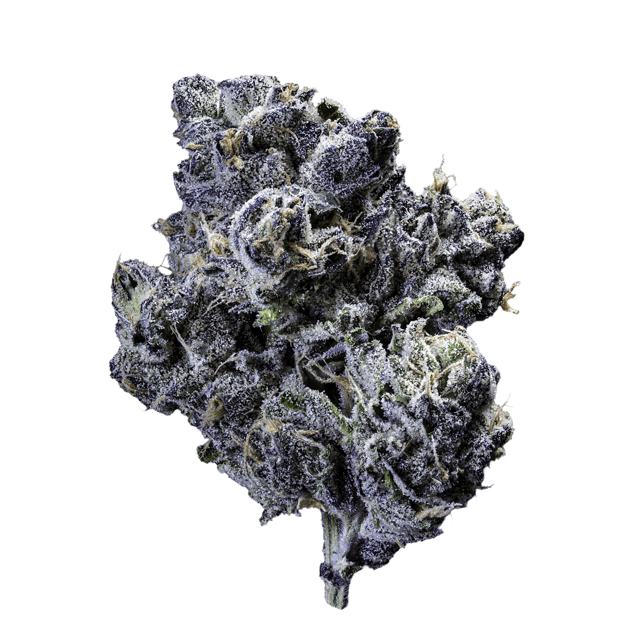 Pink Lady | Big Buds by Grown Rogue