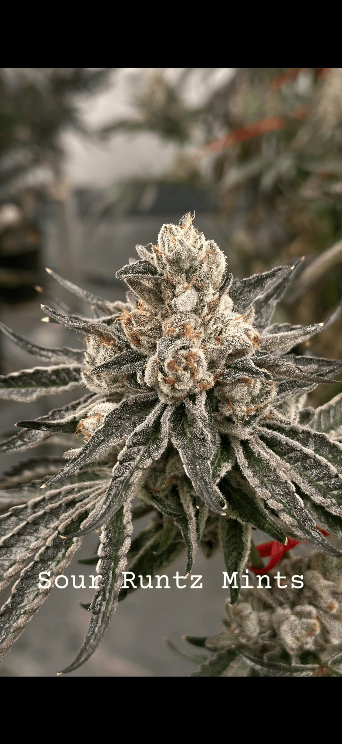 Runtz Sour Mintz | Big Buds | 1g