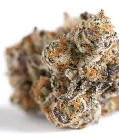Ron Burgundy: Big Buds - 3.5g
