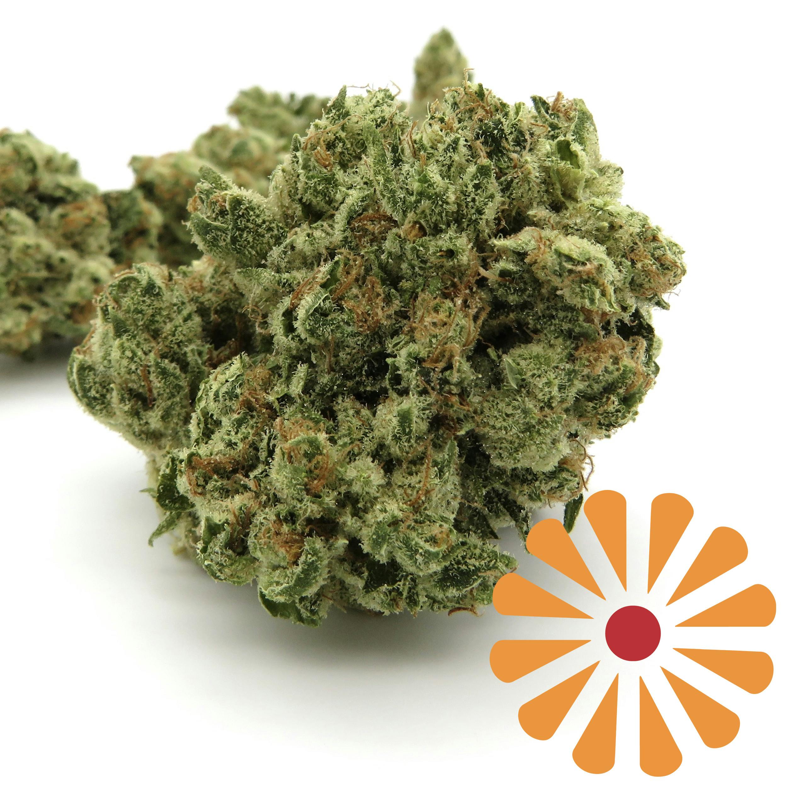 Orange Tree — Orange Tree