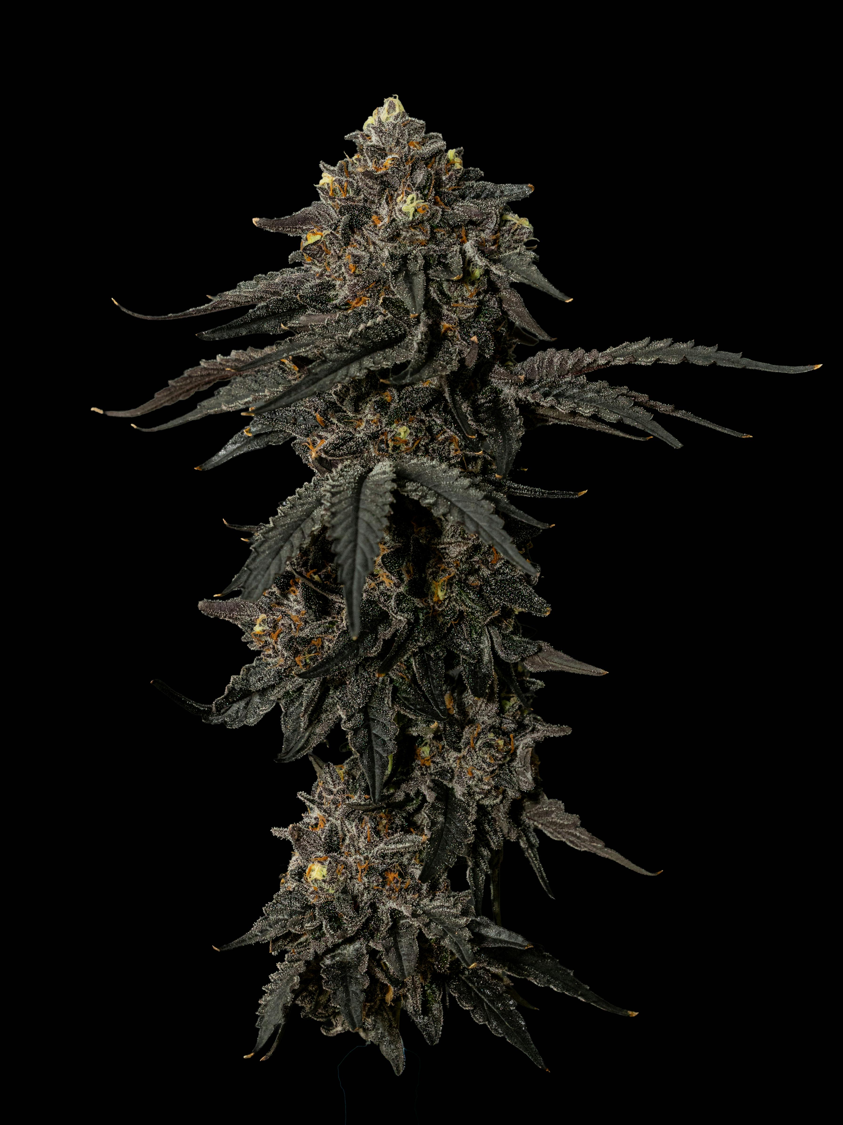 Exotic Cropz | Sharpie | Big Buds | 3.5g