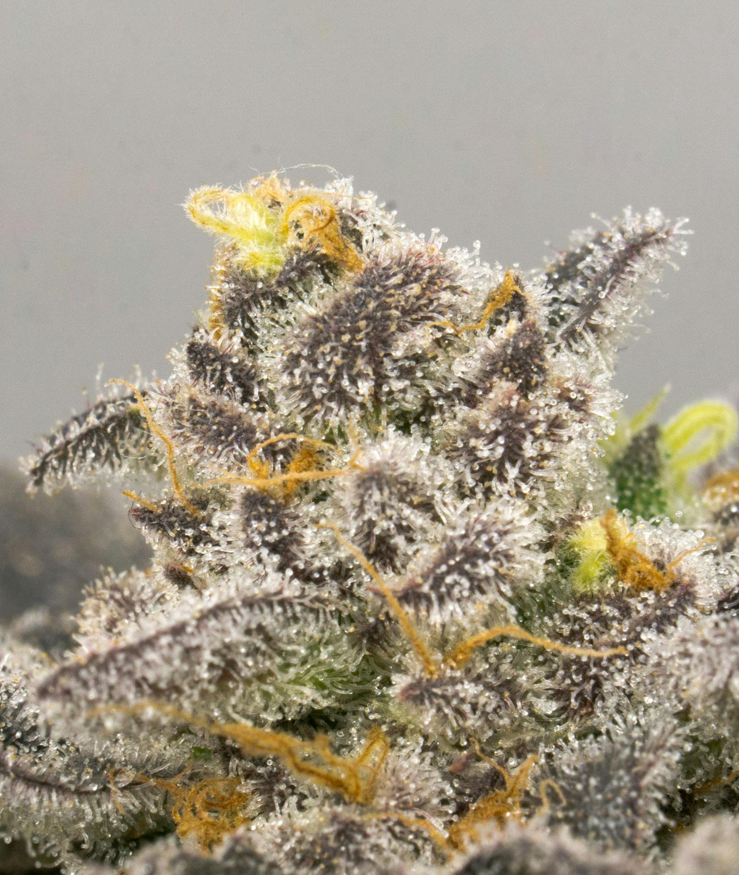 Ice Cream Banger | Big Buds | 7g by Kind Tree