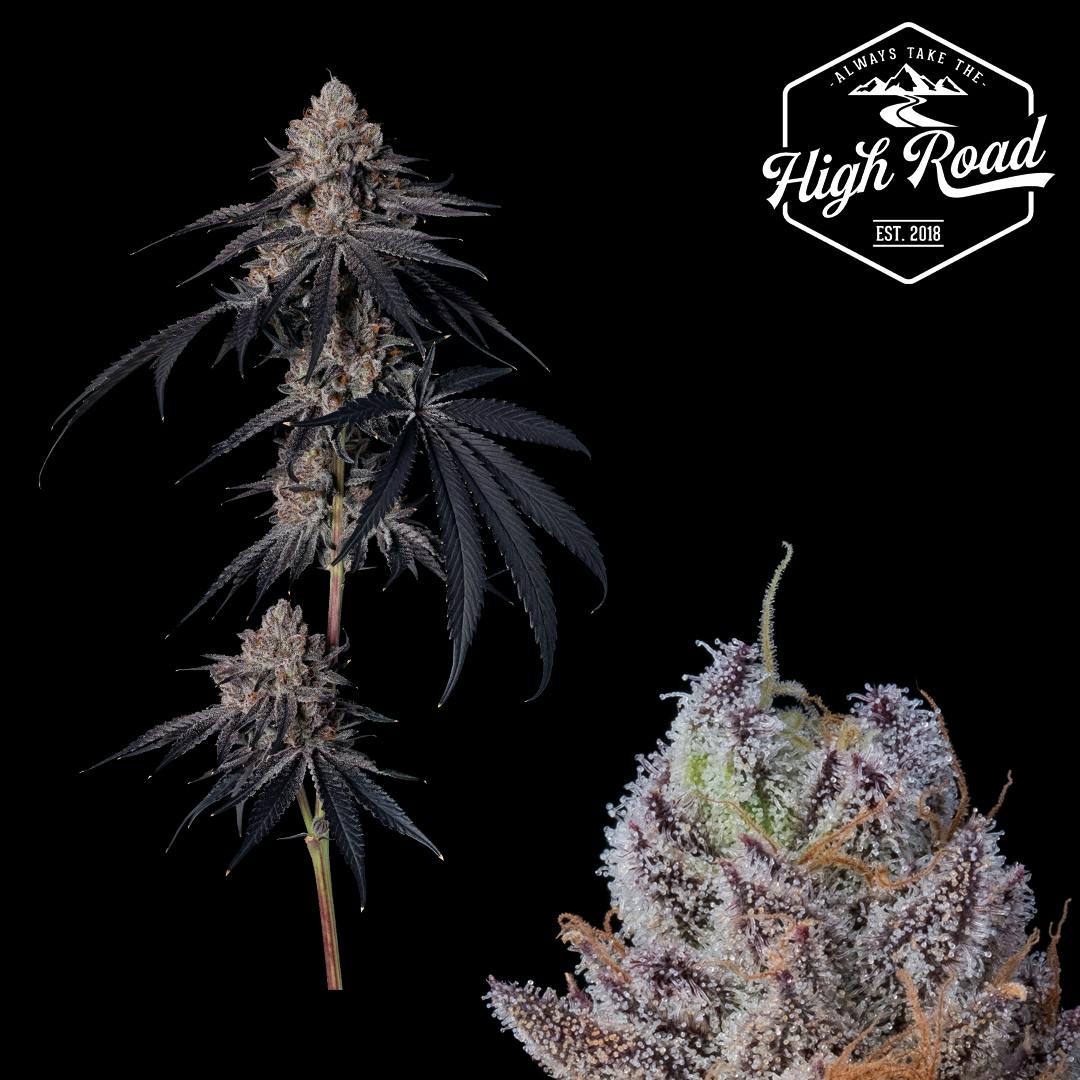 Blueberry Gas | Big Buds | 3.5g by High Road