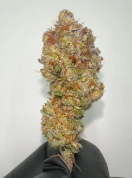 Grape Gary | B Buds | 14g by Bass River Buds