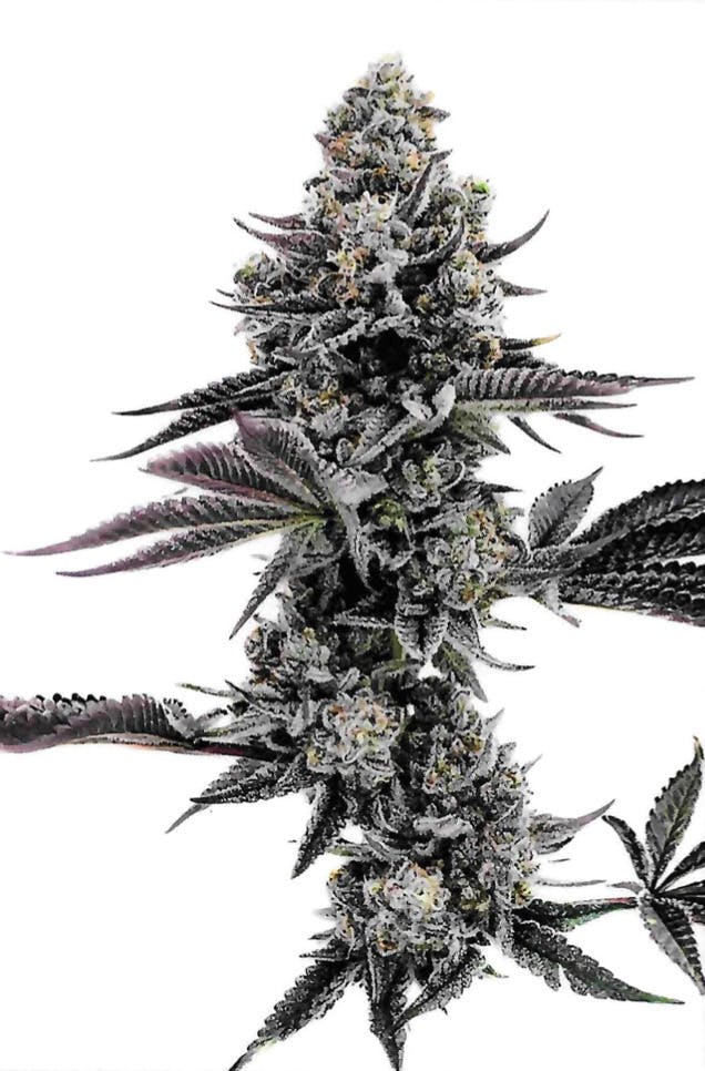 Blueberry Cupcake | Big Buds | 3.5g at Cannabis Cured Sugarloaf Recreational Weed Dispensary