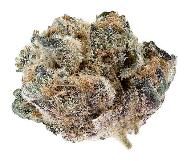 Blackberry Gelato | Big Buds