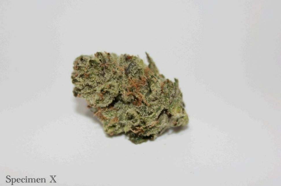 Specimen X | Big Buds | 3.5g