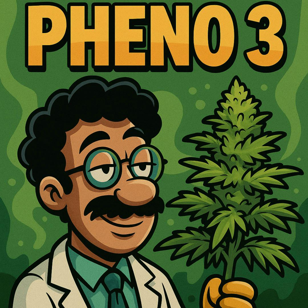 Pheno 3 | Big Buds | 1g