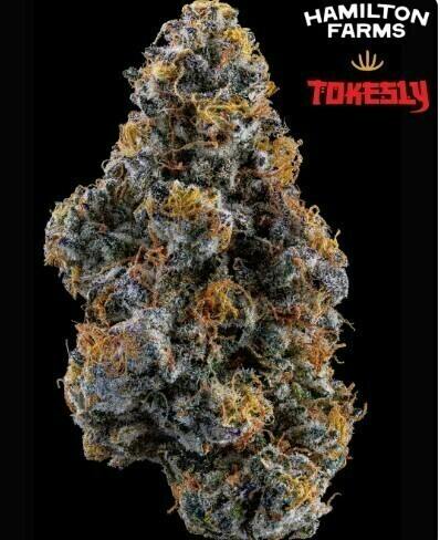 Kush Berry Burger | Big Buds | 3.5g