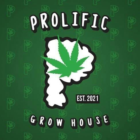 Magic Melon | Big Buds | 3.5g by Prolific Growhouse