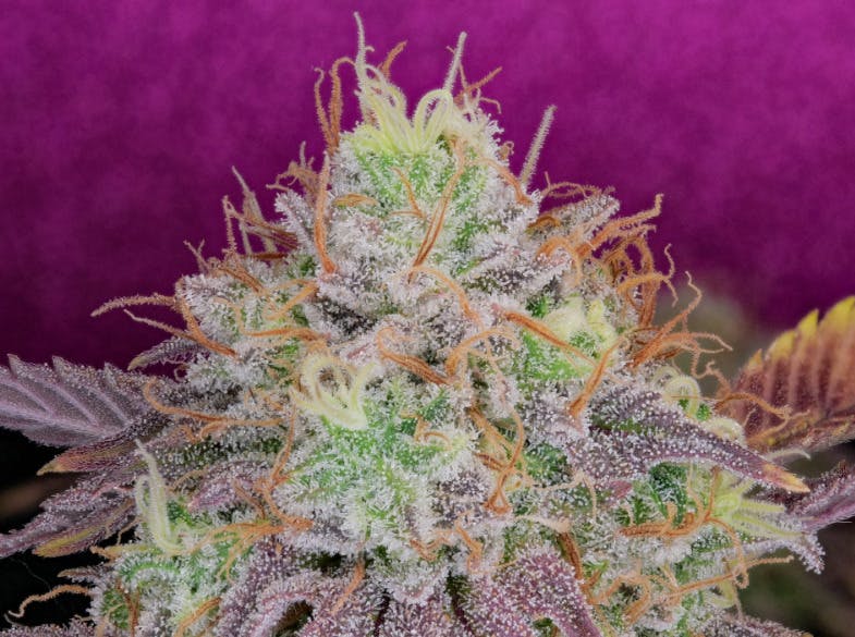 watermelon zkittlez | Big Buds | 1g