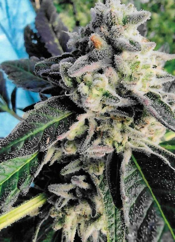CDCK 4 | Big Buds | 3.5g