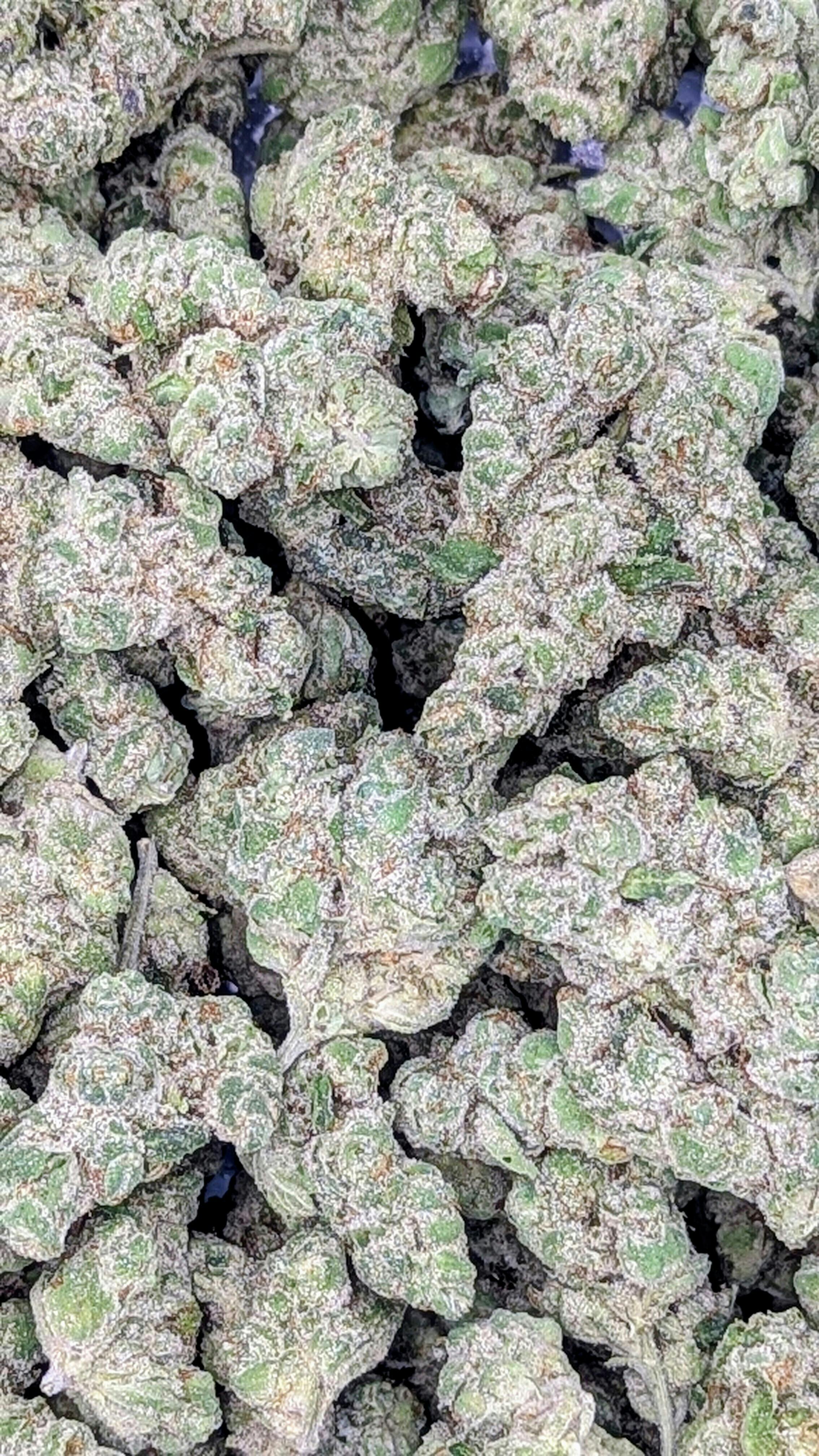 Cotton Kandy | Big Buds | 1g