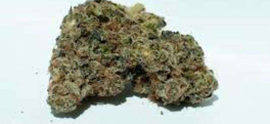 Cherry Punch Big Buds