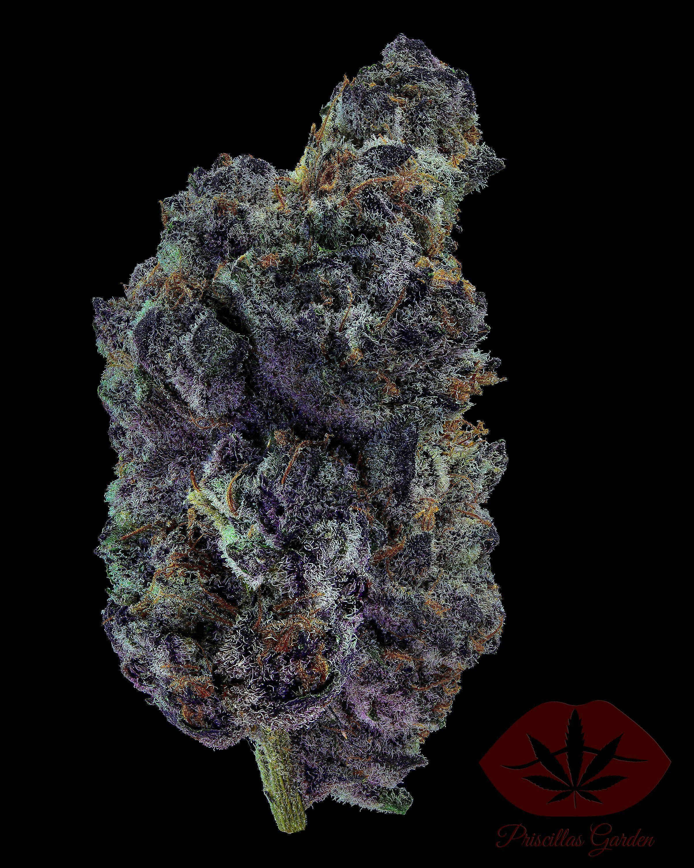 Lemon Cherry Zolato | Big Buds | 3.5g