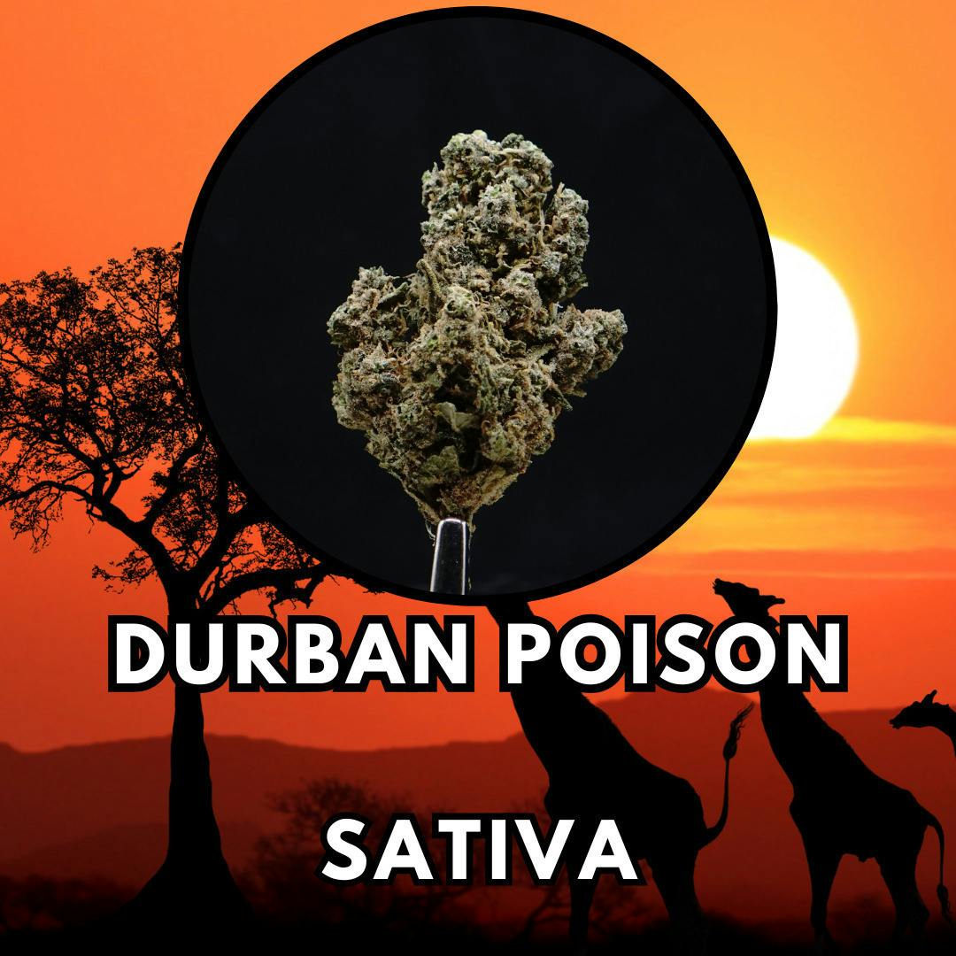 Durban Poison | Buds | 1g