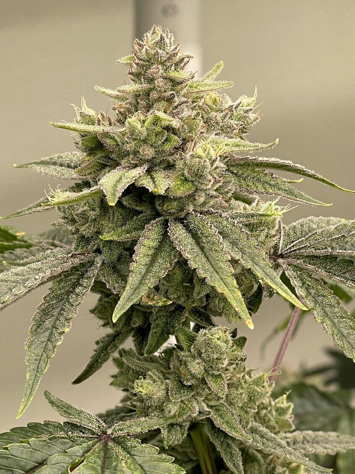 GG4 | Big Buds | 3.5g at Cannabis Cured Sugarloaf Recreational Weed Dispensary