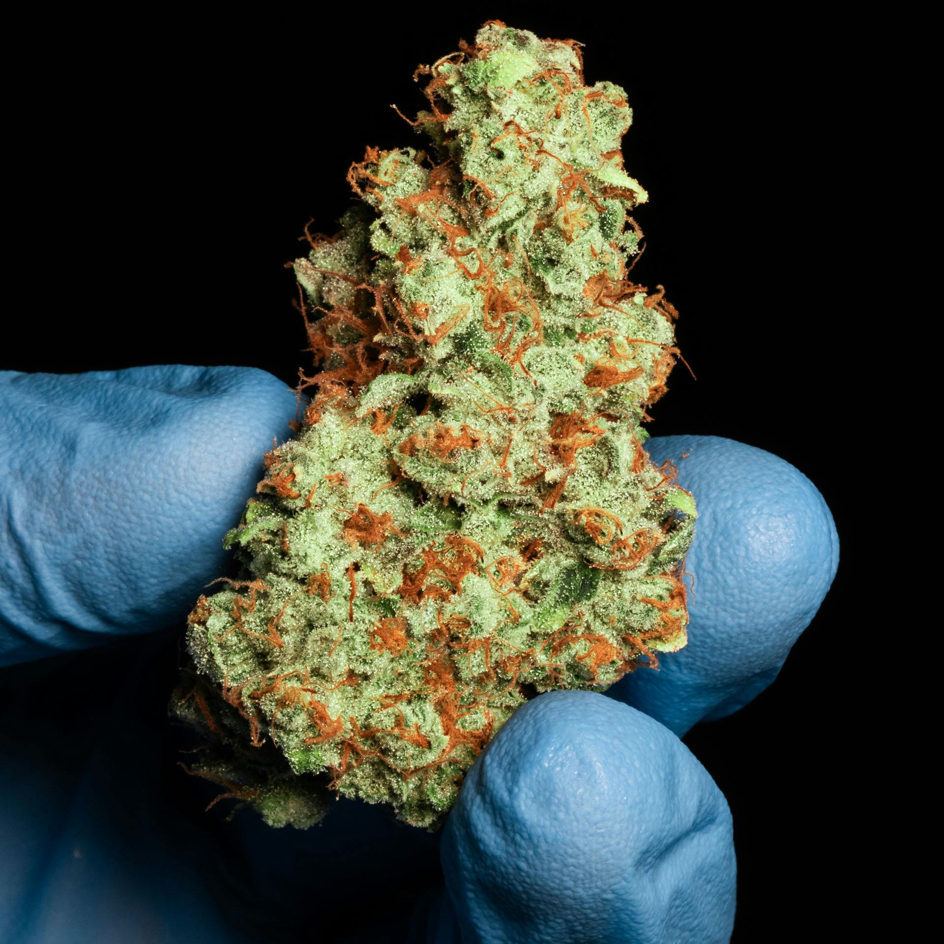Modified Grapes | Big Buds | 14g by Sonoran Roots