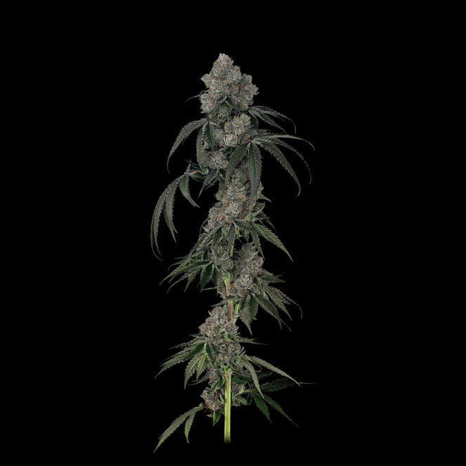 Category 5 | Big Buds by Grown Rogue
