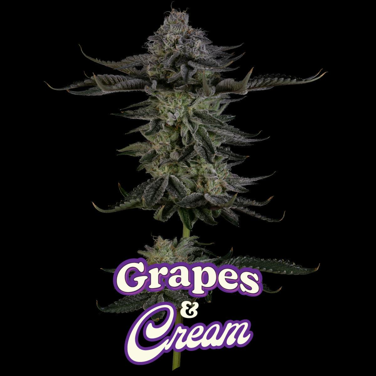 Grapes 'N Cream | Big Buds | 3.5g by Aura