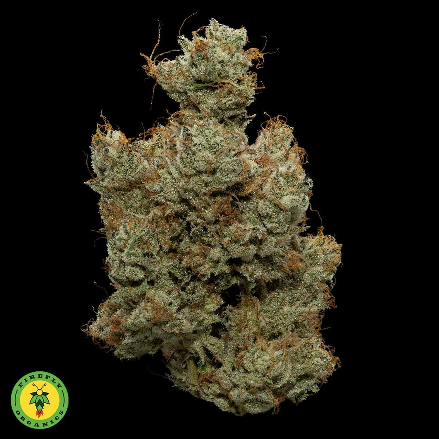 Secret Cookies Big Buds