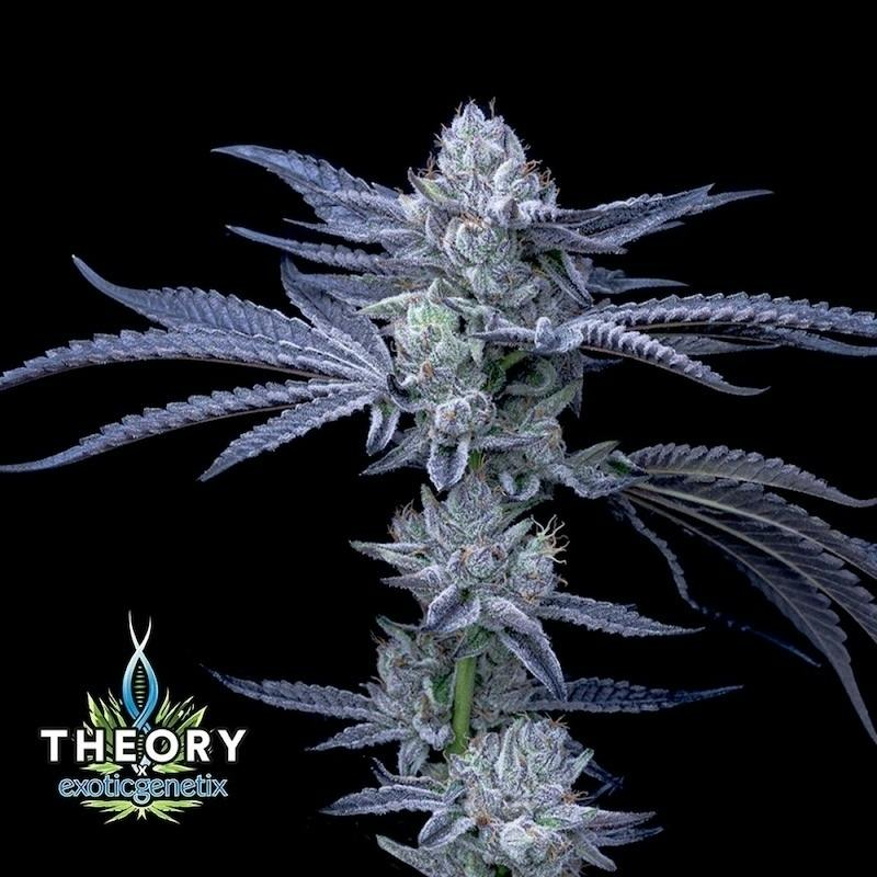 Greasy Runtz | Big Buds | 3.5g by Theory Wellness