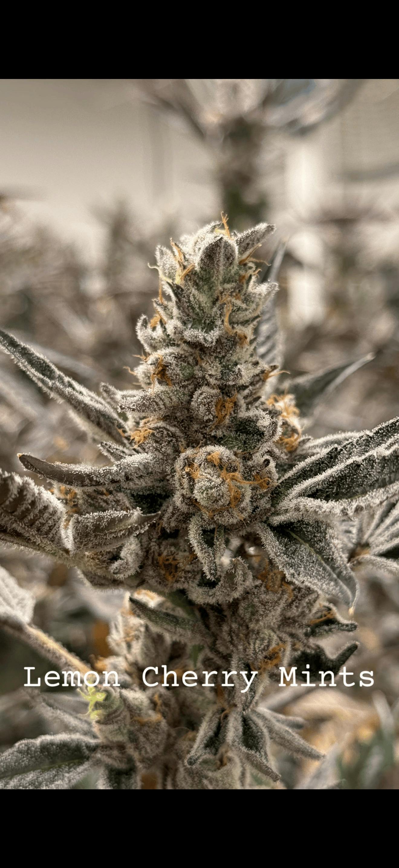 Lemon Cherry Mintz | Big Buds | 14.1748g